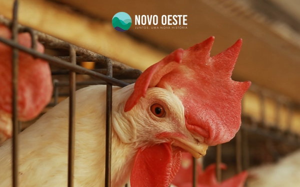São Sebastião do Oeste referência na avicultura em Minas Gerais
