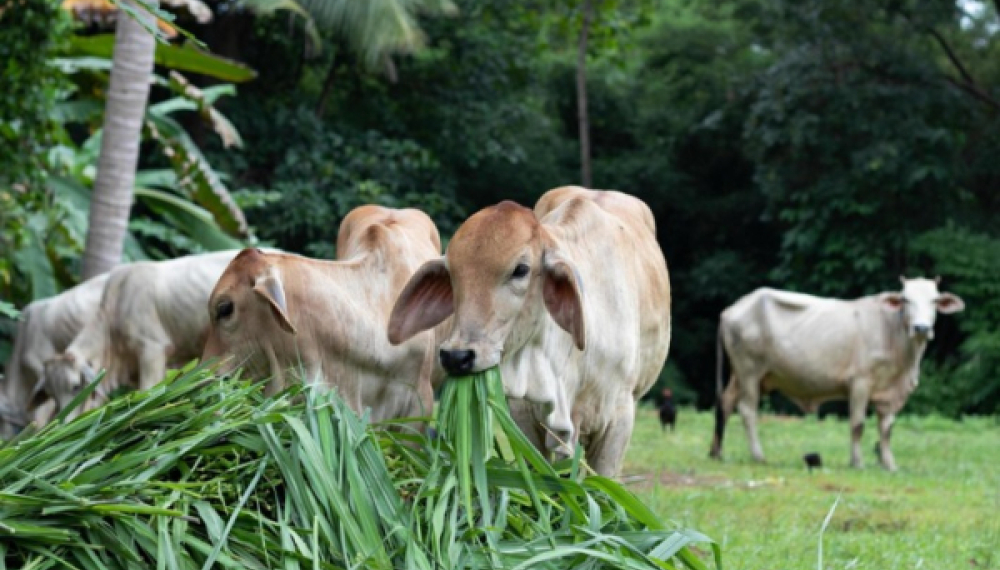 Prefeitura de São Sebastião do Oeste abre inscrições para o Programa Mais Genética e promove acesso à inseminação artificial no rebanho bovino do município